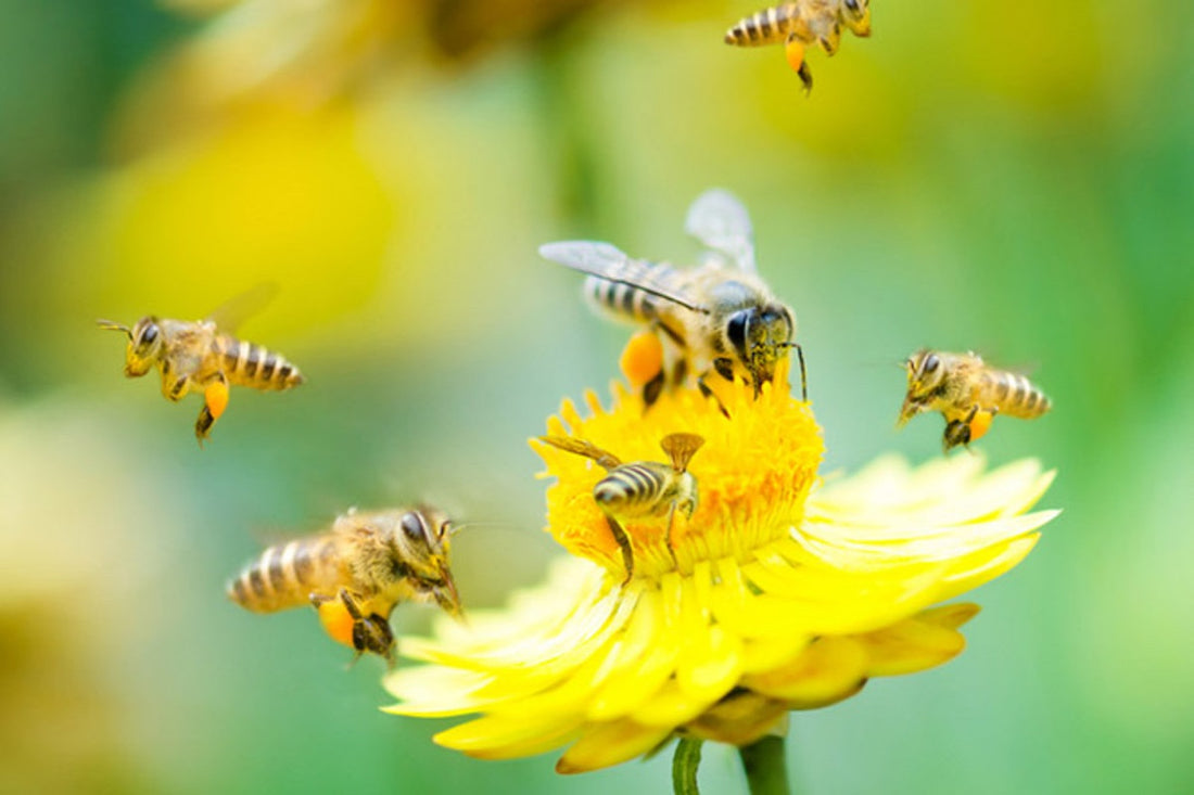Managing Allergy Eye